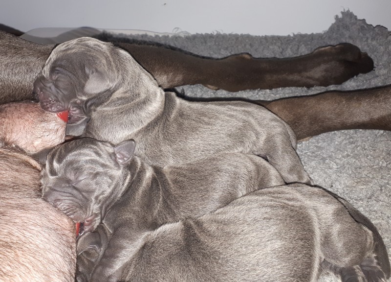 blue great dane puppies for sale near me
