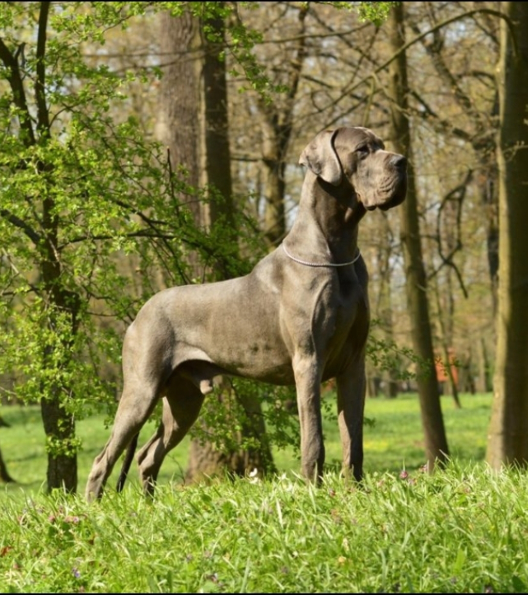 european blue great dane puppies for sale